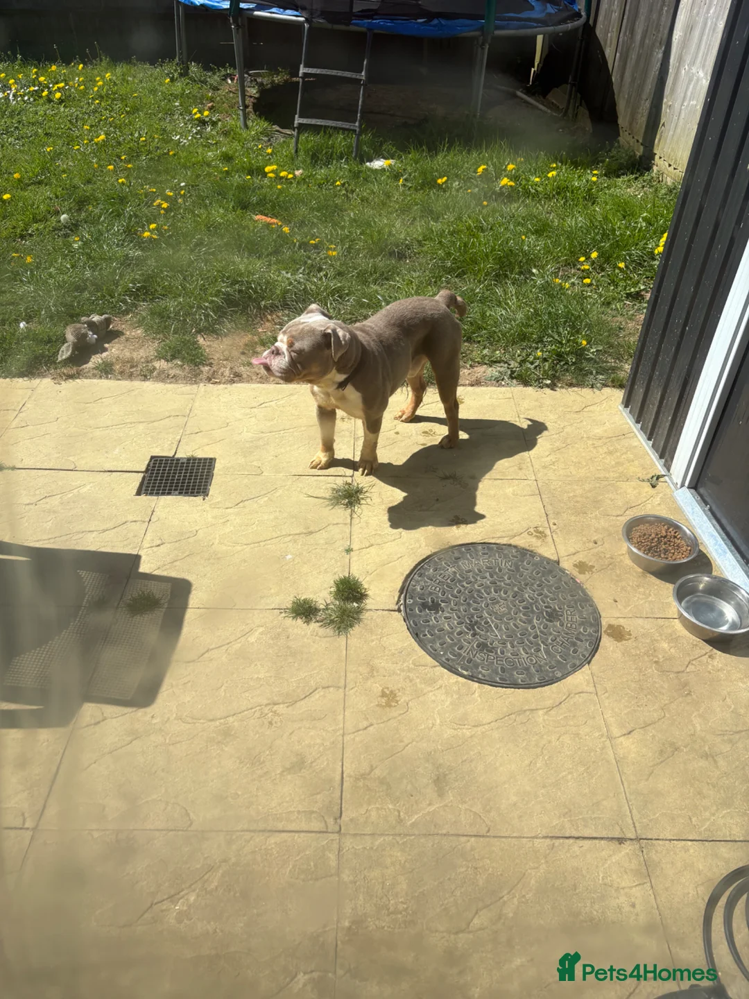 Old Tyme Bulldog dogs for sale: 1year old pup  in Tadworth - Advert 2