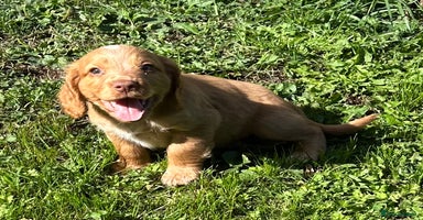 Cocker Spaniel dogs - Advert 9