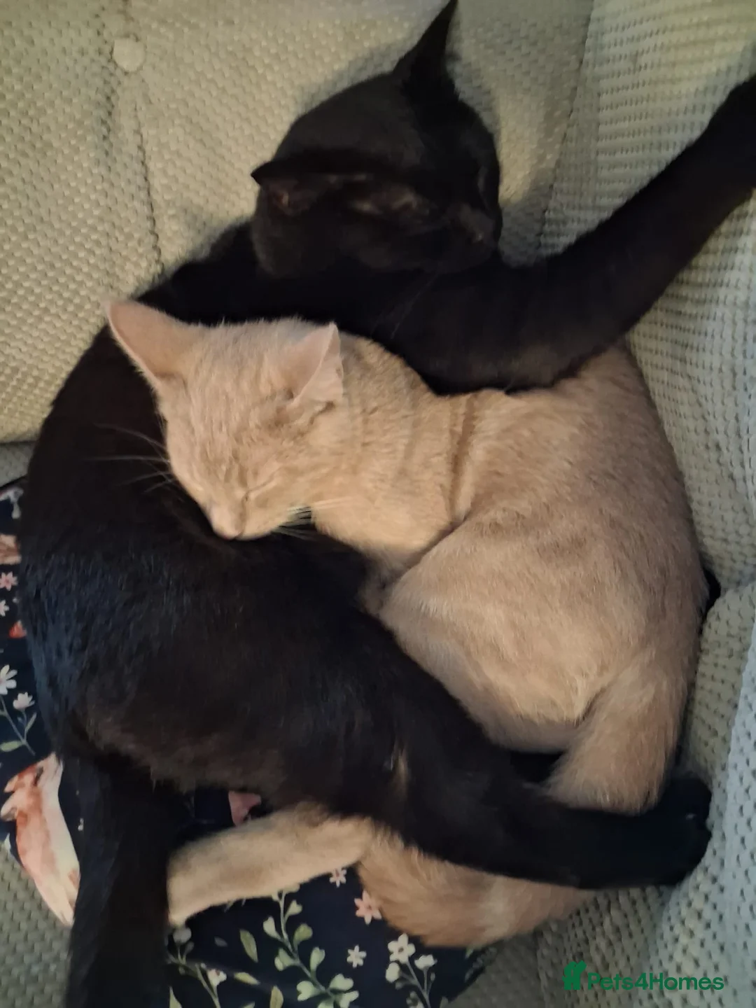 Mixed Breed cats for sale: Beautiful,playful maine coon cross kitten for sale - Advert 4