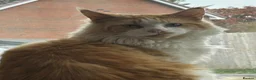 Maine Coon cats for sale: Maine on kittens in Middlewich - Advert 10