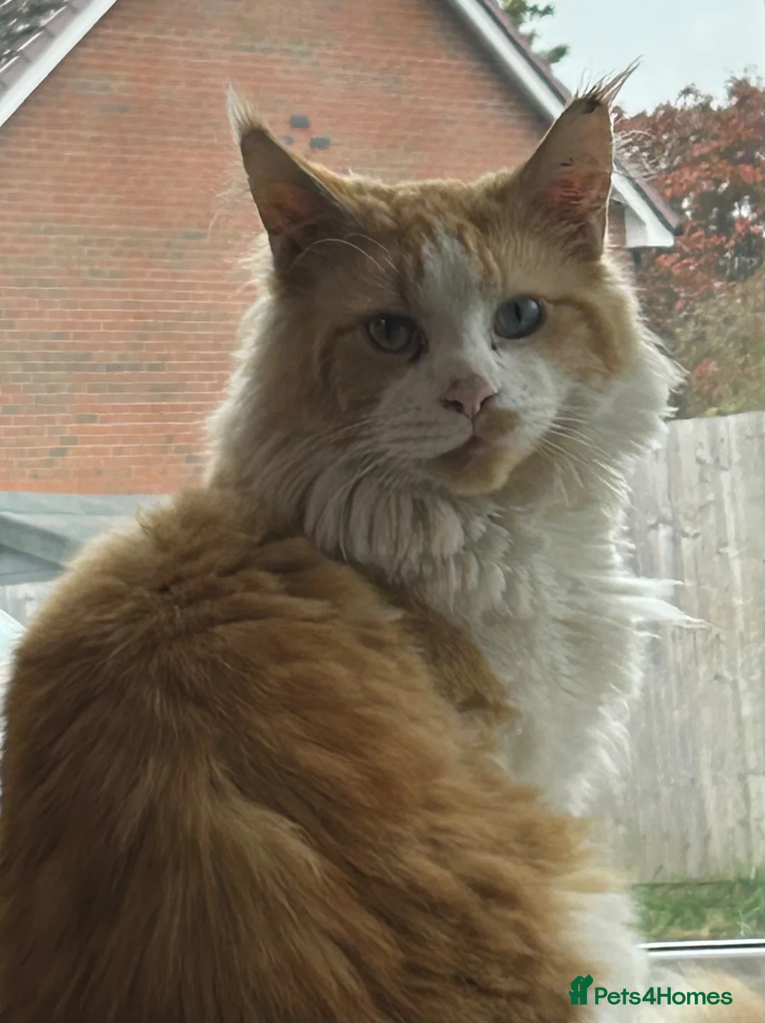 Maine Coon cats for sale: Maine on kittens in Middlewich - Advert 10