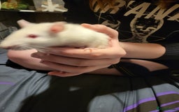 Rat rodents for sale: Rats for sale  - Image 2