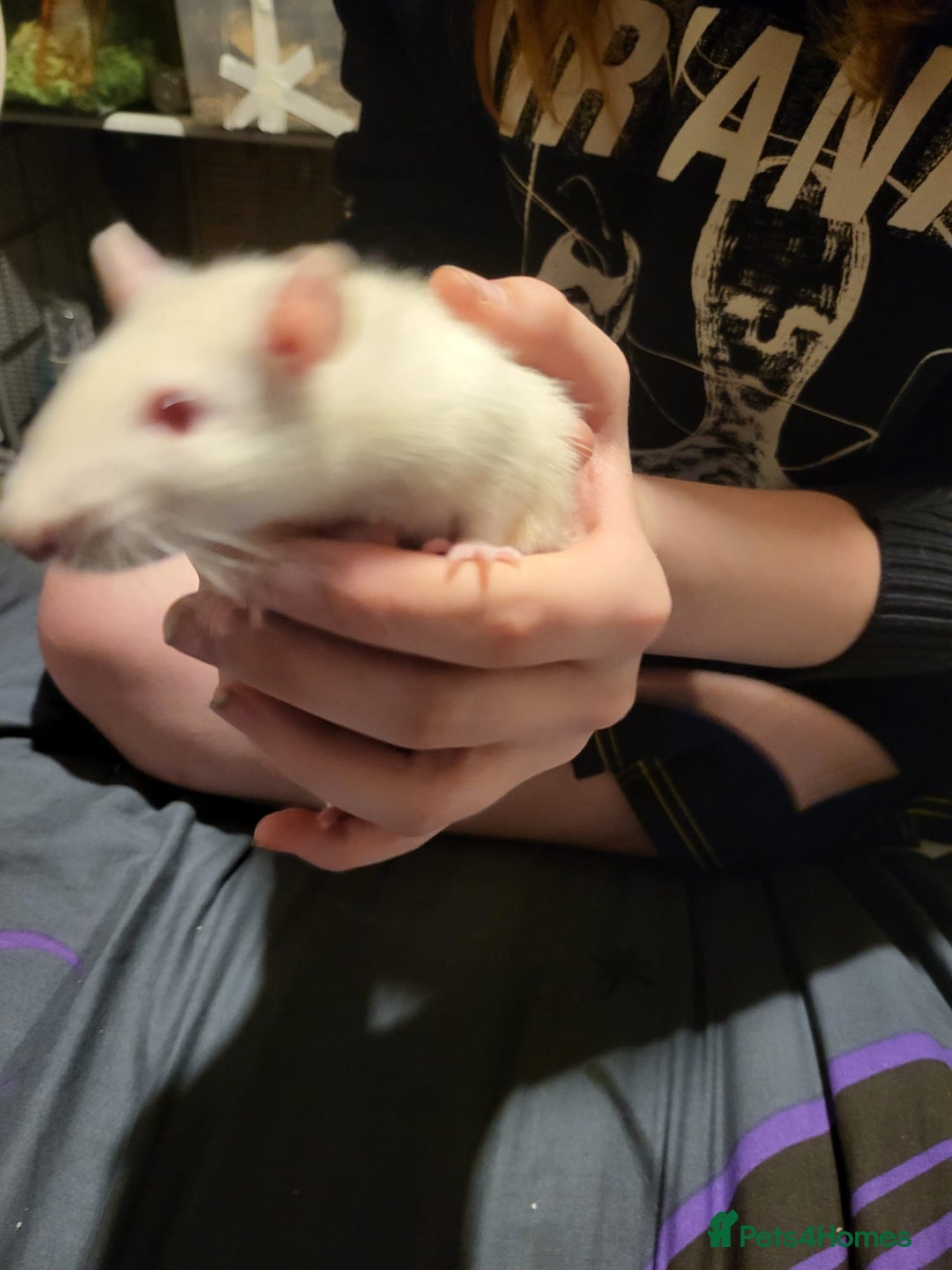 Rat rodents for sale: Rats for sale  - Image 2