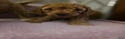Cockapoo dogs for sale: Miniature cockapoo  in Bathgate - Advert 6