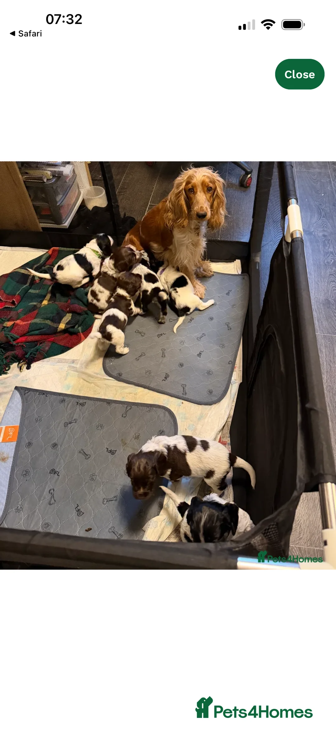 Sprocker dogs for sale: Sprocker puppies  - Advert 6