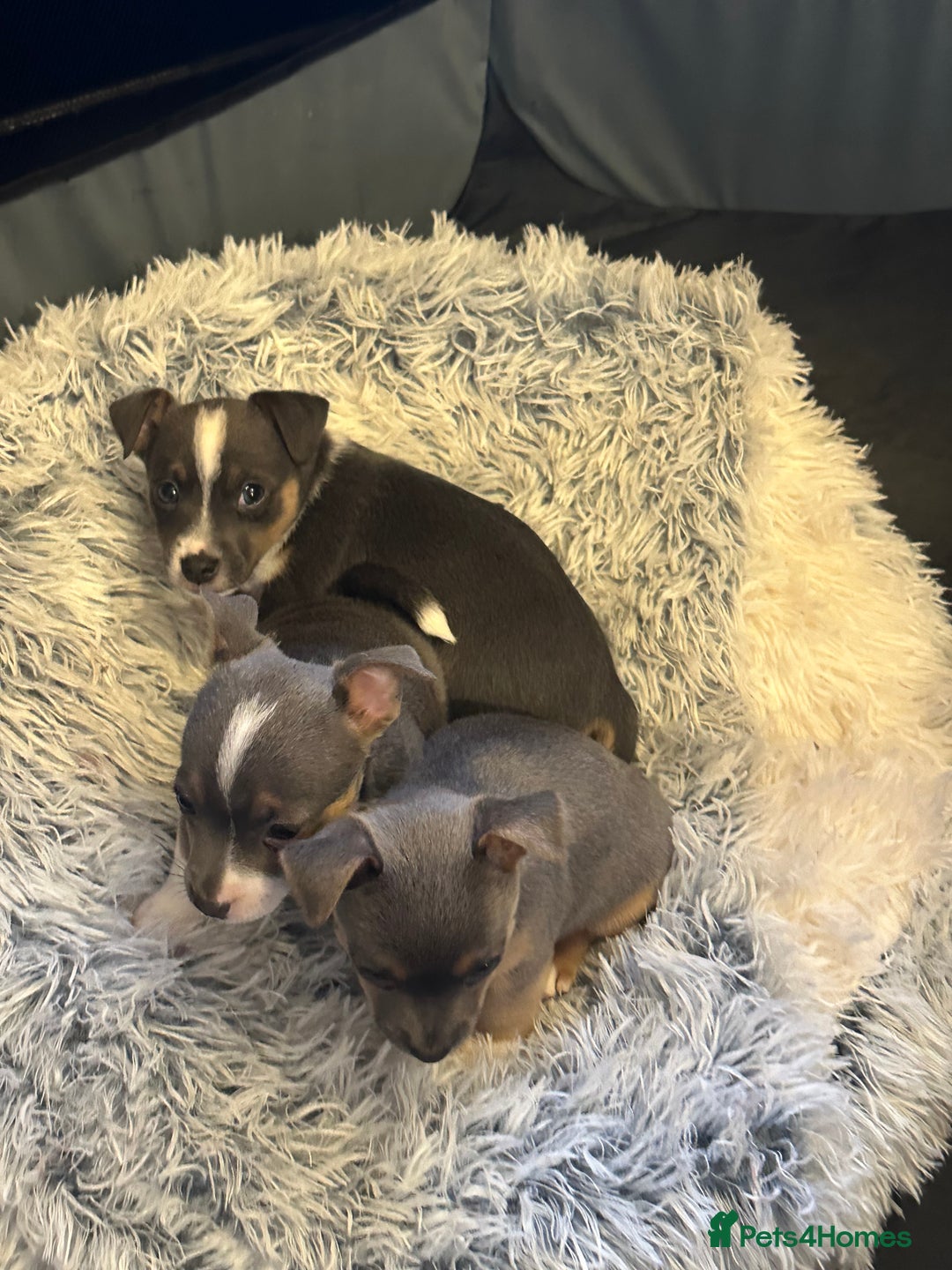 Jack Russell dogs for sale: Miniature miniature Jack Russel Puppies - Advert 12