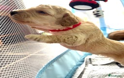 Toy Poodle dogs for sale: Stunning litter of Toy Poodles - Image 32