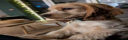 Cocker Spaniel dogs for stud: KC Golden Show Cocker Stud - Advert 13