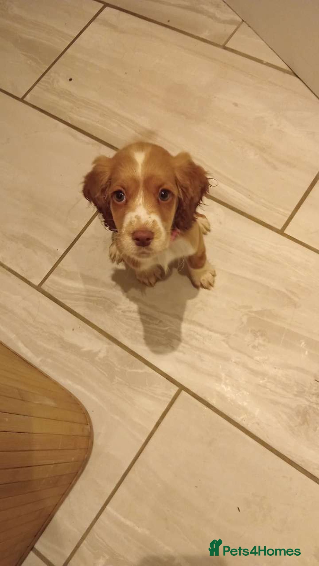 Cocker Spaniel dogs for sale: working cocker 15 weeks - Advert 5