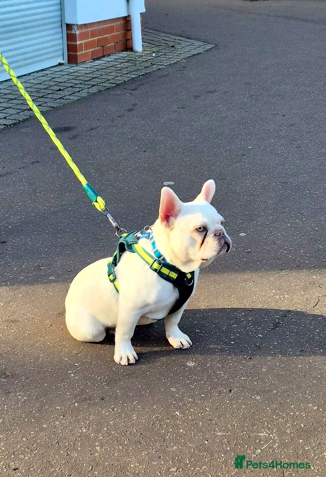 French Bulldog dogs 9 month old platinum french bulldog - Advert 1