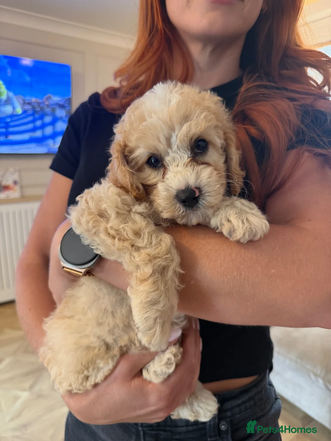 Cavapoo dogs for sale: DNA health tested Miniature Cavapoo boy 💙 - Advert 2