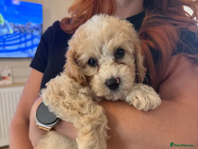 Cavapoo dogs for sale: DNA health tested Miniature Cavapoo boy 💙 - Advert 6