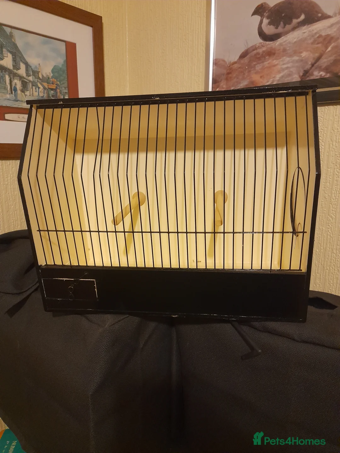 Finches birds for sale: Java sparrow show cages. - Advert 2