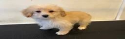 Maltipoo dogs for sale: Rare Red Parti and Biscuit Maltipoo Puppies - Advert 30