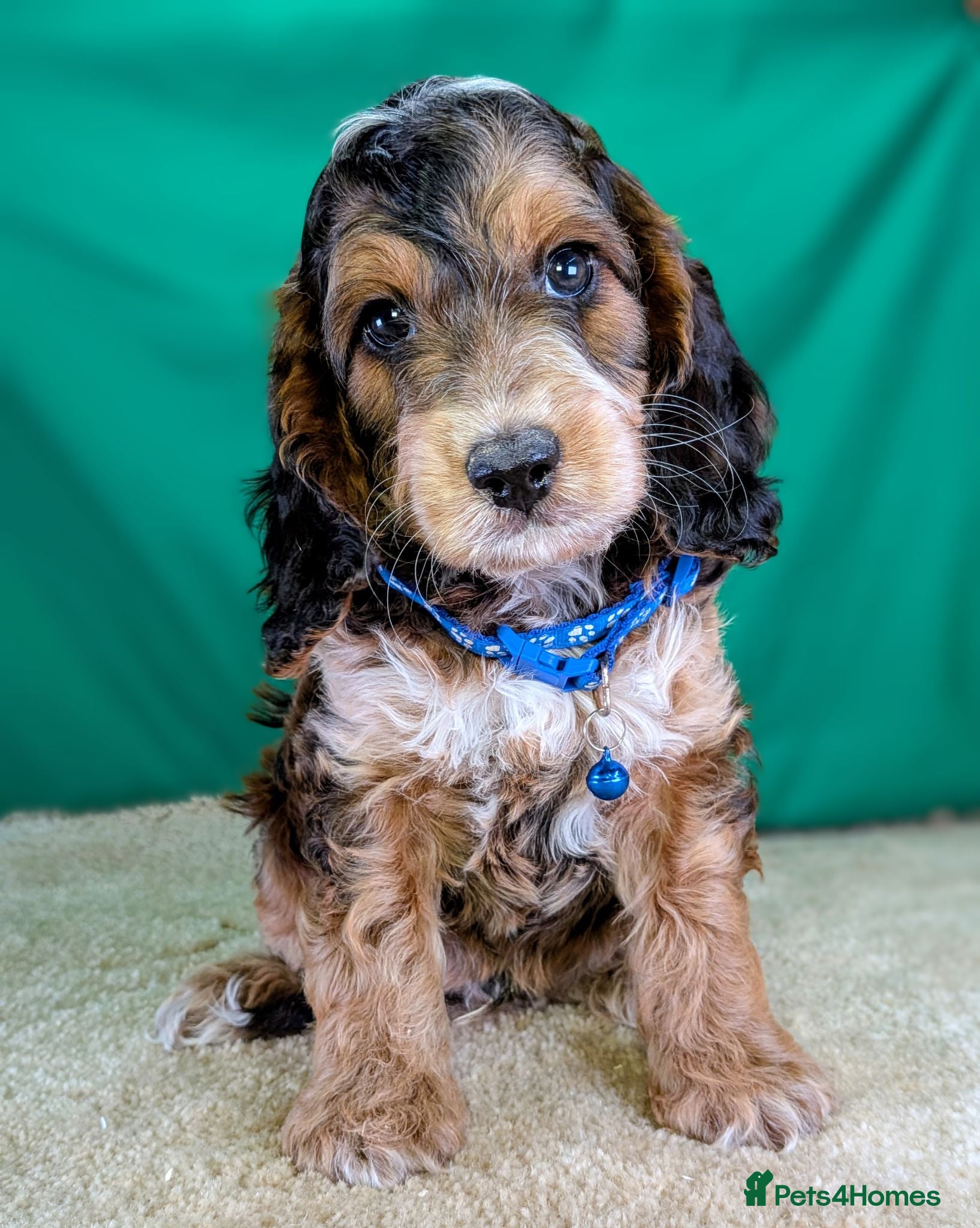 Cockapoo dogs Your Next Furry Family Member Awaits!  - Advert 2