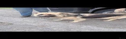 German Shepherd dogs for sale: German shepherd puppies - Advert 3