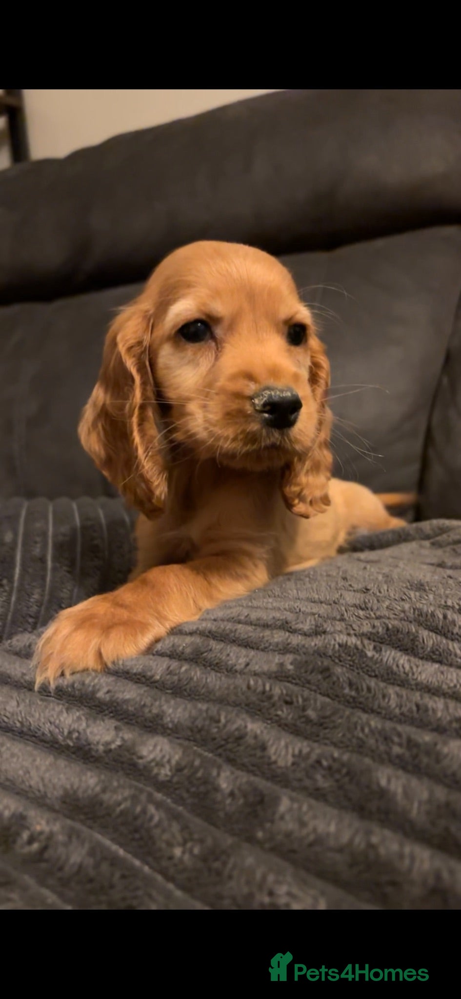 Cocker Spaniel dogs Red cocker spaniel puppies  - Advert 2