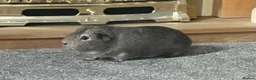 Guinea Pig rodents for sale: Meet Dior 🐹❤️ in Coventry - Advert 2