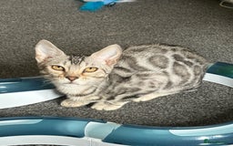 Bengal cats for sale: bengal girls  - Image 6