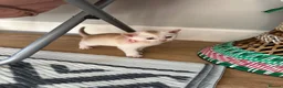 Abyssinian cats for sale: Silver Abyssinian kittens  - Advert 11