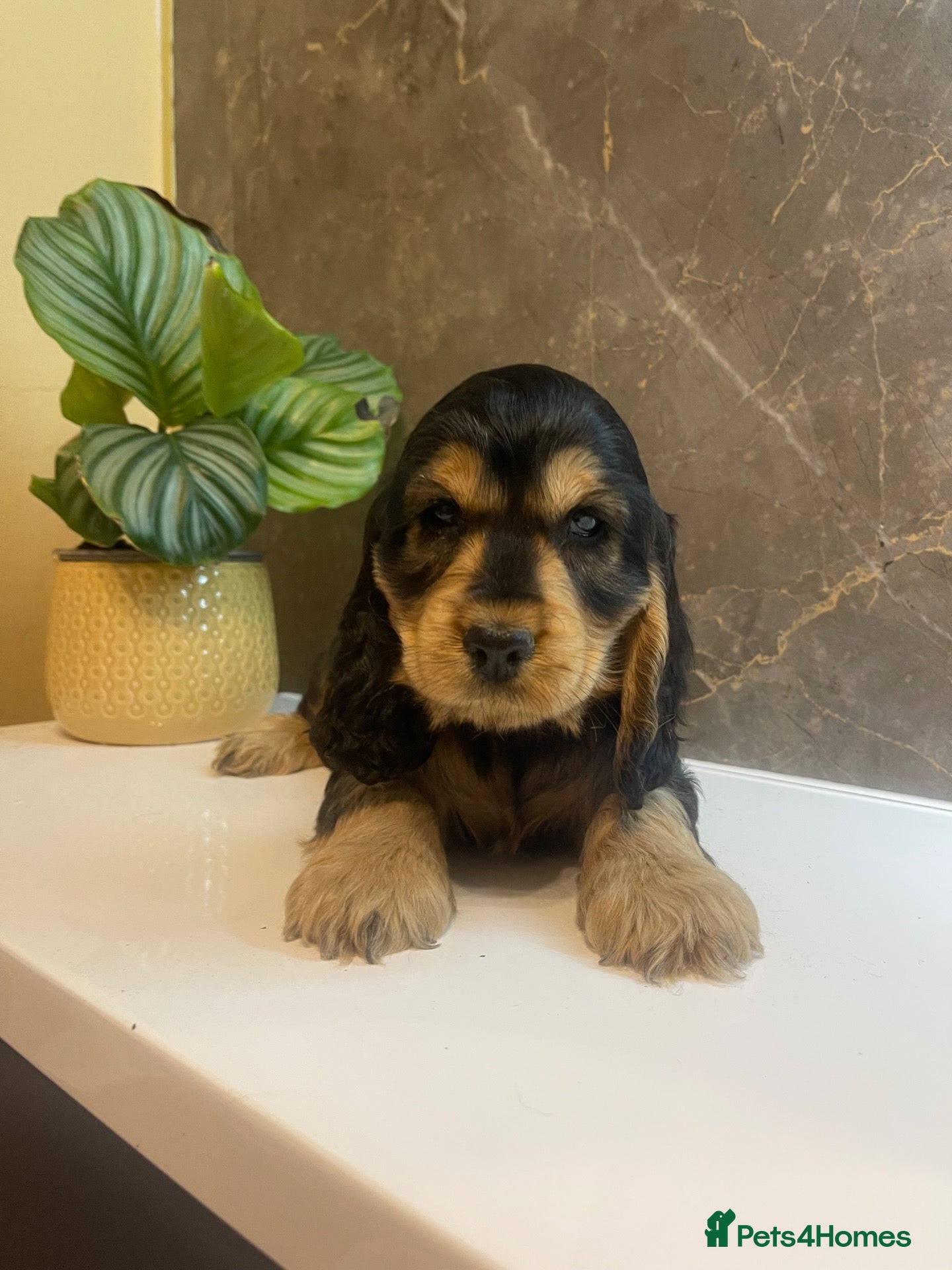 Cocker Spaniel dogs for sale: KC Registered Show Cockers -Ready to go now - Advert 1