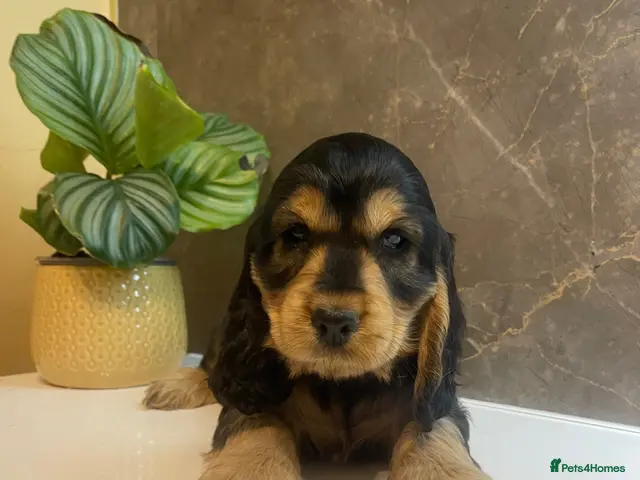 Cocker Spaniel dogs for sale: KC Registered Show Cockers -Ready to go now - Advert 1