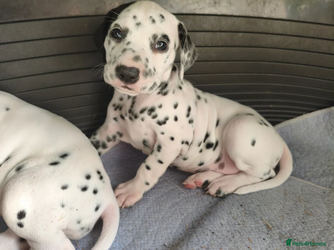 Dalmatian dogs for sale: 1 boy , 2 girls left  - Advert 40