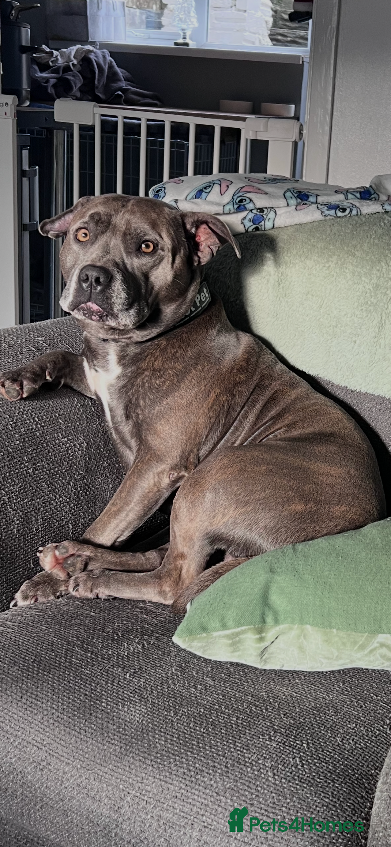 Staffordshire Bull Terrier dogs Two blue Staffordshire bull terriers  staffy - Advert 1