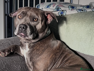 Staffordshire Bull Terrier dogs Two blue Staffordshire bull terriers staffy - Advert 6