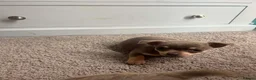 Chihuahua dogs for sale: Chihuahua puppies  - Advert 5