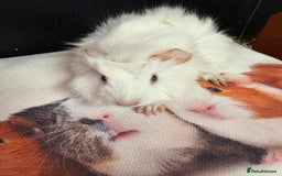 Guinea Pig rodents for sale: Beautiful boy Guinea pigs  - Image 3