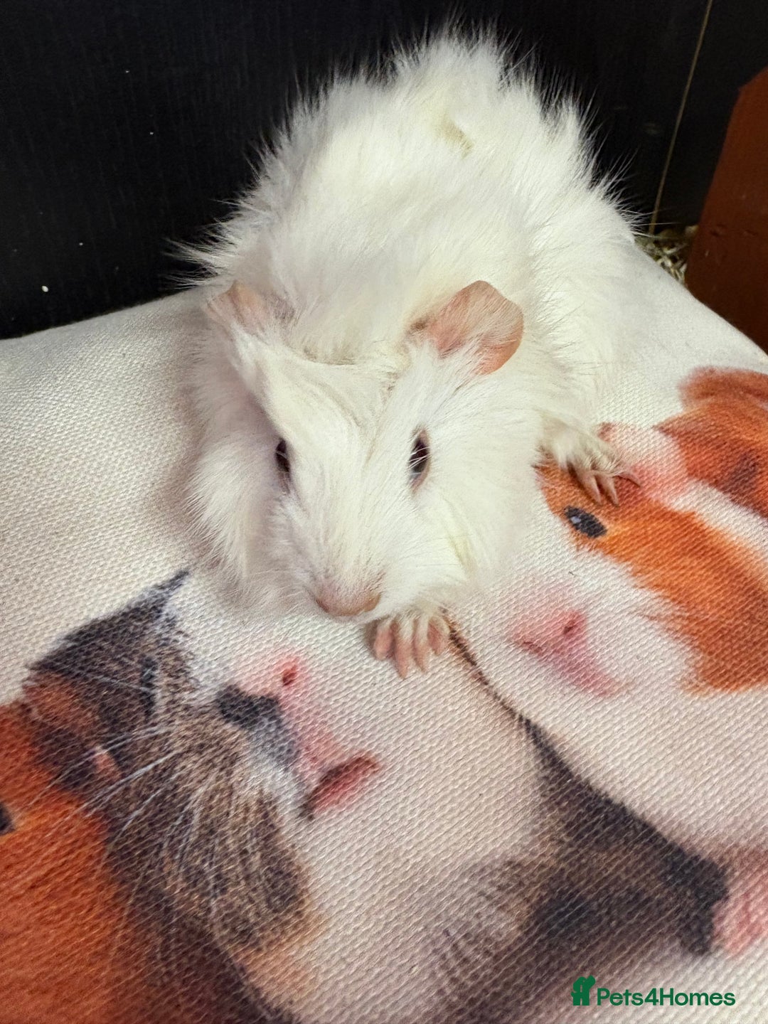 Guinea Pig rodents for sale: Beautiful boy Guinea pigs  - Image 3