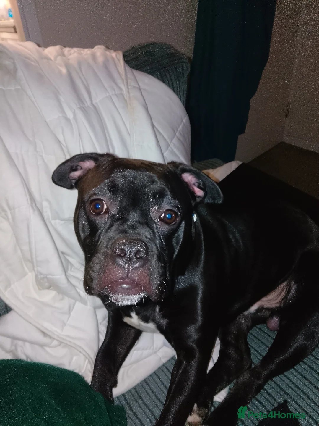 American Bull Staffy dogs for sale: 7 month old pup. - Advert 3