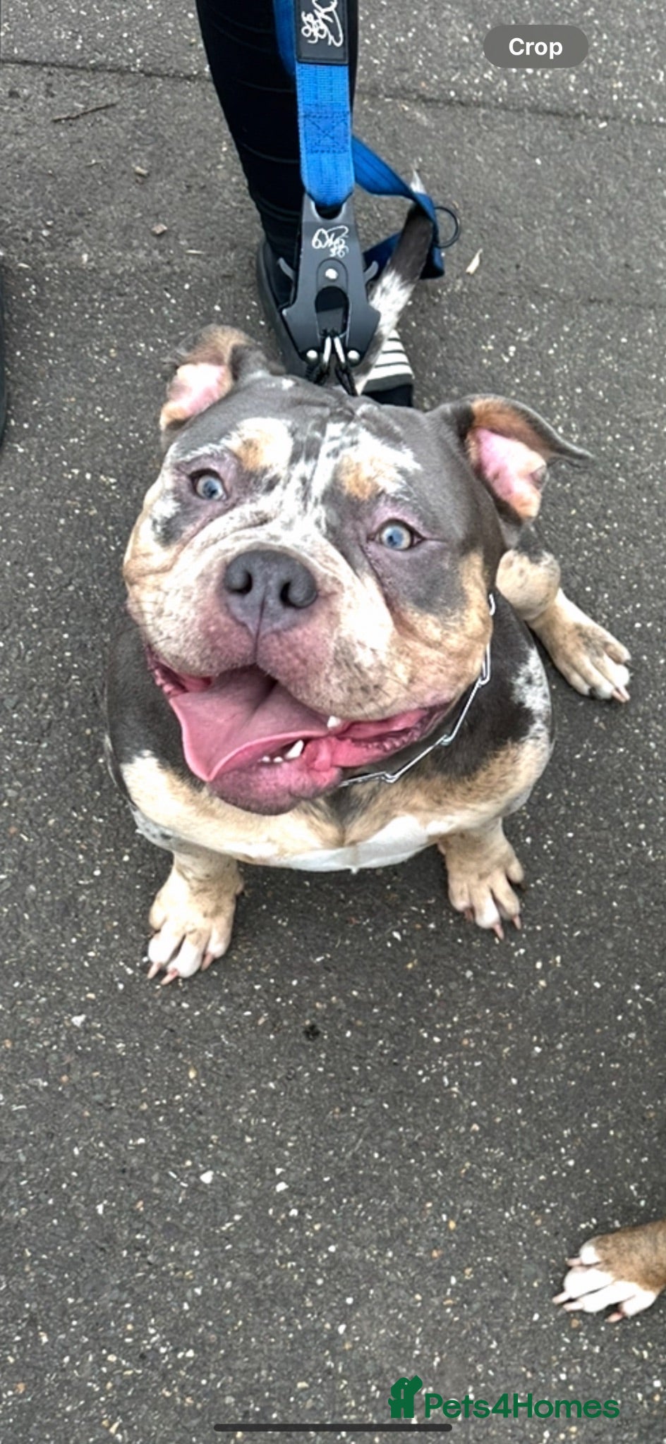 American Bully dogs Beautiful tri merle American pocket bully  - Advert 4