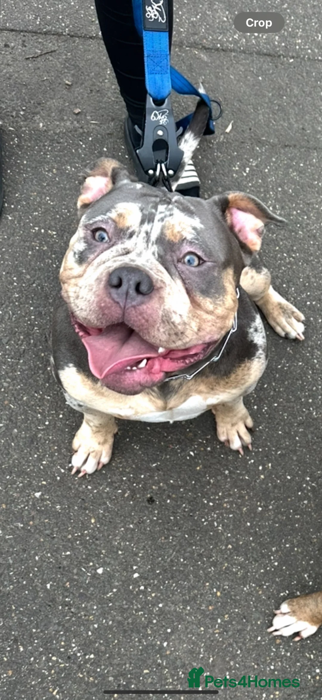 American Bully dogs for sale: Beautiful tri merle American pocket bully  - Advert 1