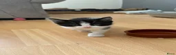 British Shorthair cats for sale: Beautiful kitten  - Advert 3