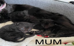 Mixed Breed cats for sale: All Black tiger stripes kittens 3 girls 🩷 - Image 9