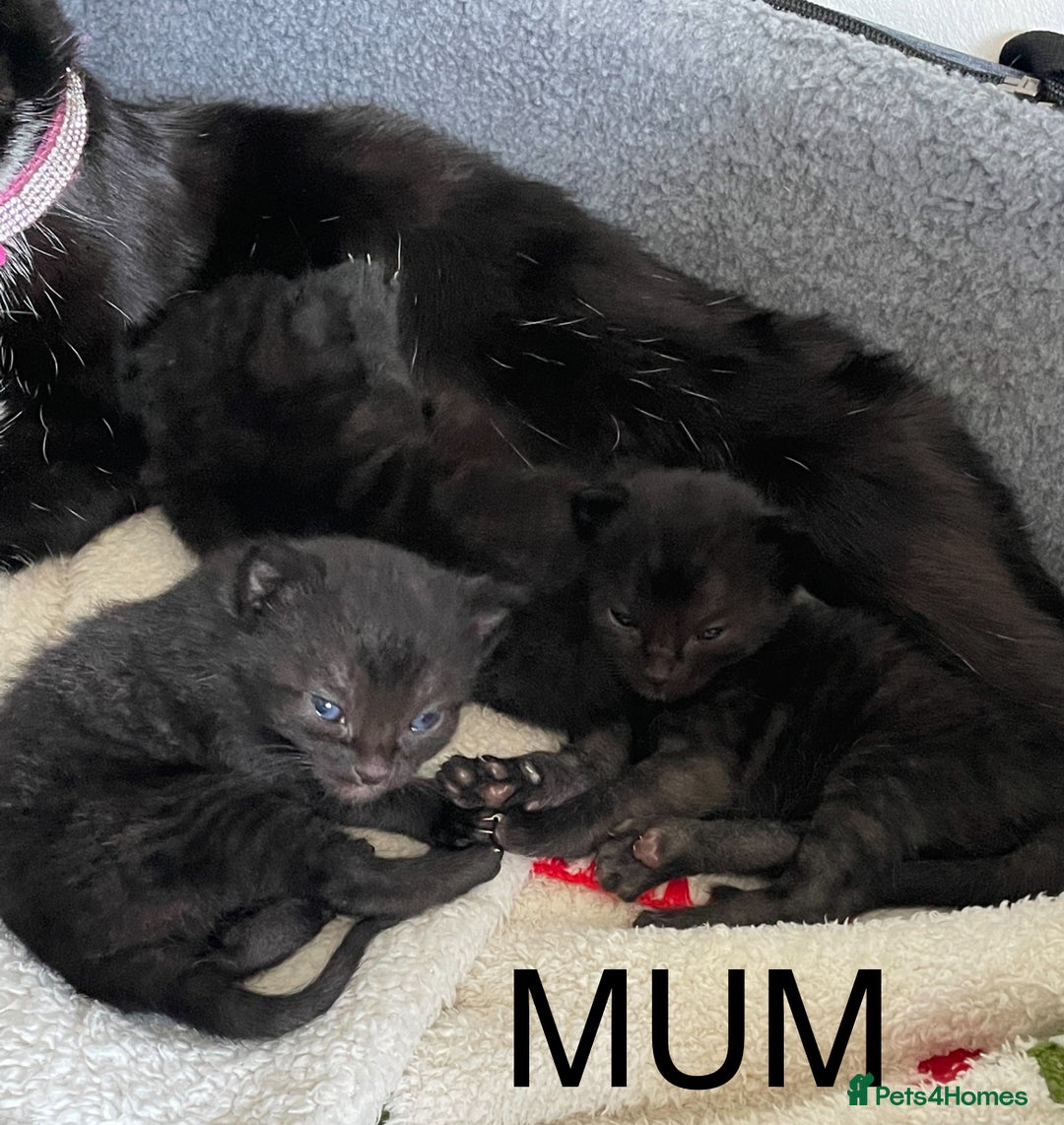 Mixed Breed cats for sale: All Black tiger stripes kittens 3 girls 🩷 - Image 9