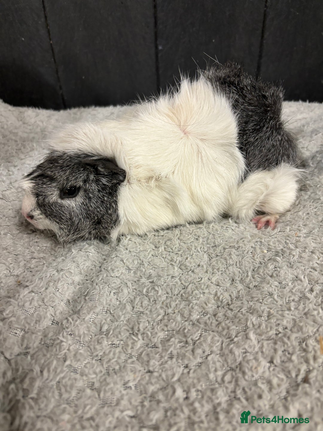 Guinea Pig rodents for sale: Stunning boar guinea pigs  - Image 4