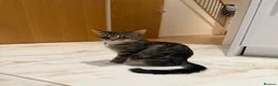 Mixed Breed cats for sale: Tabby cat temu - Advert 1