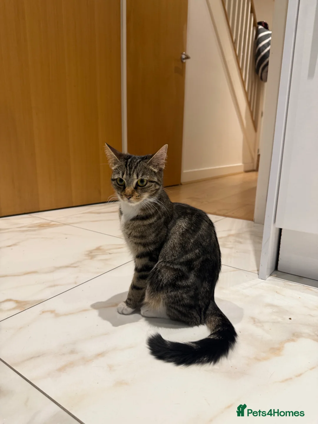 Mixed Breed cats for sale: Tabby cat temu - Advert 1