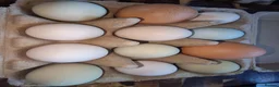 Mixed Breed poultry for sale: Mixed breed hatching eggs in Norwich - Advert 2