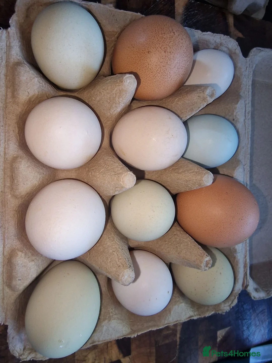 Mixed Breed poultry for sale: Mixed breed hatching eggs in Norwich - Advert 2