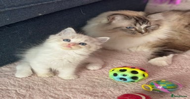 Ragdoll cats - Advert 1