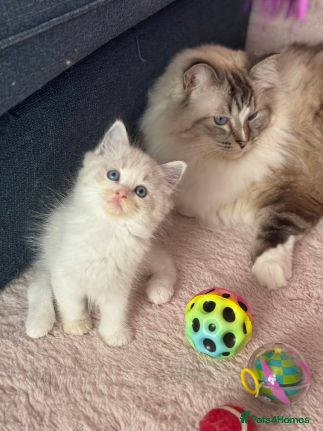 Ragdoll cats for sale: Extremely cuddly Ragdoll kittens! - Image 3
