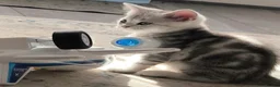 Scottish Fold cats for sale: Last Scottish Straight Silver Tabby Boy Available - Advert 30