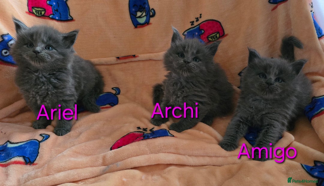 Maine Coon cats for sale: Maine coon kittens  - Advert 4