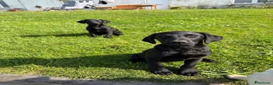 Labrador Retriever 1
