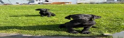 Labrador Retriever dogs for sale: Labrador puppies  - Advert 2