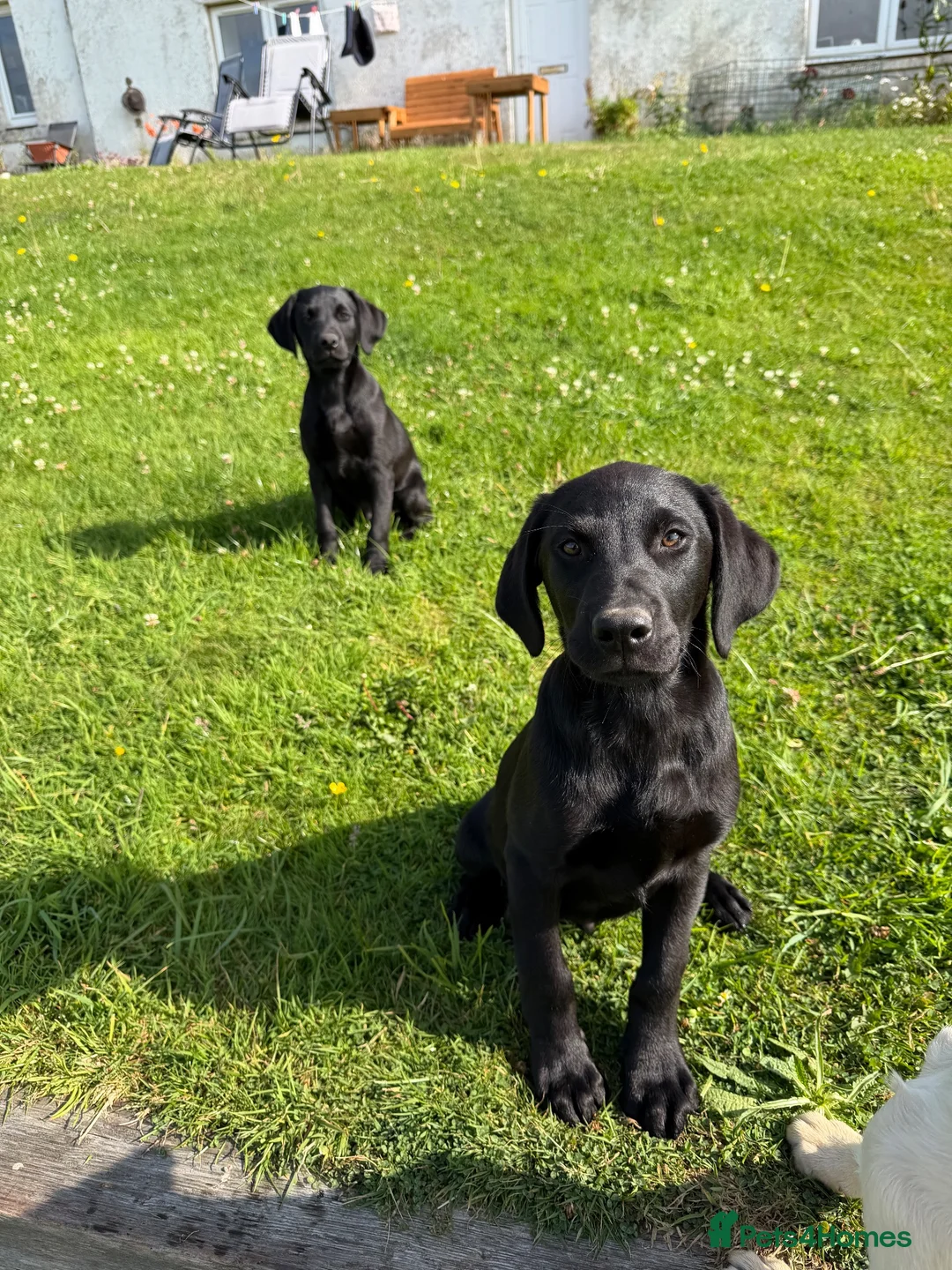 Labrador Retriever dogs for sale: Labrador puppies  - Advert 2